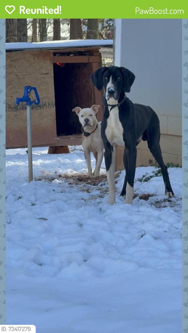 Reunited Male Dog last seen Horace Reed Rd, Georgia 30633, USA, Madison County, GA 30633