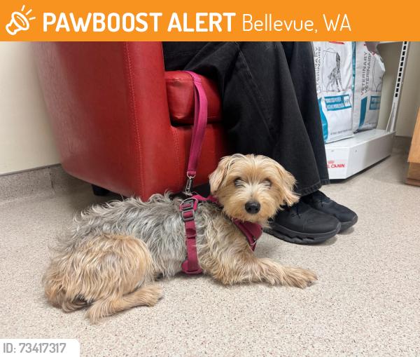 Found/Stray Male Dog last seen 153rd ave SE and SE 22nd St Bellevue, WA 98007, Bellevue, WA 98007