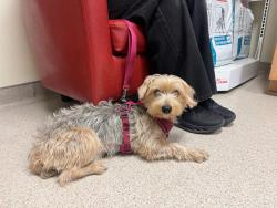 Found/Stray Male Dog last seen 153rd ave SE and SE 22nd St Bellevue, WA 98007, Bellevue, WA 98007