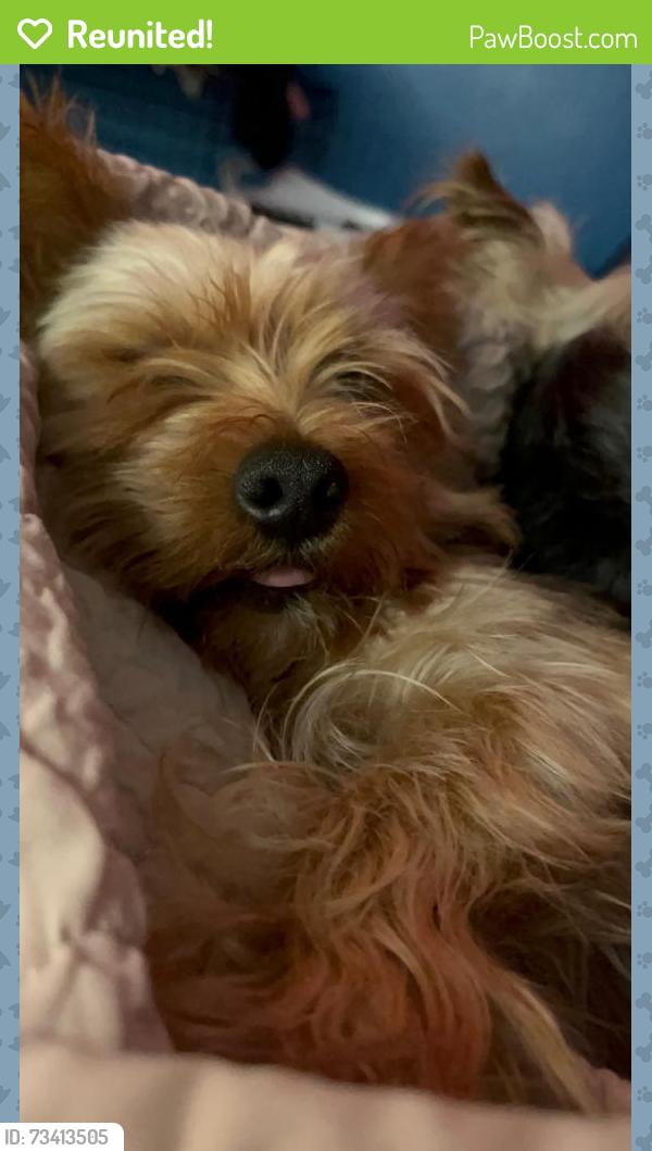 Reunited Male Dog last seen Pacific Ave, San Leandro, CA 94577, USA, San Leandro, CA 94577