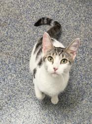 Reunited Female Cat last seen Lagrange Road and Plainfield Avenue, La Grange, IL 60525