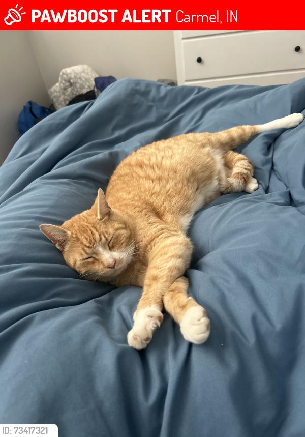 Lost Male Cat last seen 106th Street and Woodbury Dr, Carmel, IN 46033