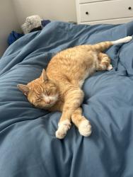 Lost Male Cat last seen 106th Street and Woodbury Dr, Carmel, IN 46033