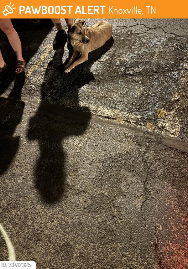 Found/Stray Unknown Dog last seen Metropolitain goldem, Knoxville, TN 37923