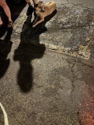 Found/Stray Unknown Dog last seen Metropolitain goldem, Knoxville, TN 37923