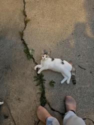 Found/Stray Unknown Cat last seen 21st and Emerson, Indianapolis, IN 46204