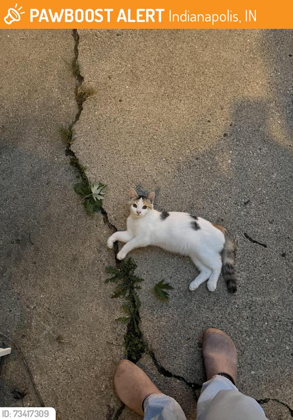 Found/Stray Unknown Cat last seen 21st and Emerson, Indianapolis, IN 46204