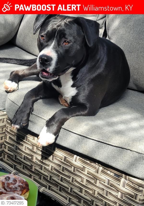 Lost Female Dog last seen White Chapel off of Taft Hwy/22, Williamstown, KY 41097