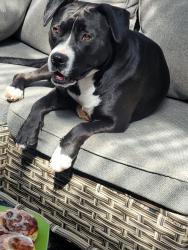 Lost Female Dog last seen White Chapel off of Taft Hwy/22, Williamstown, KY 41097