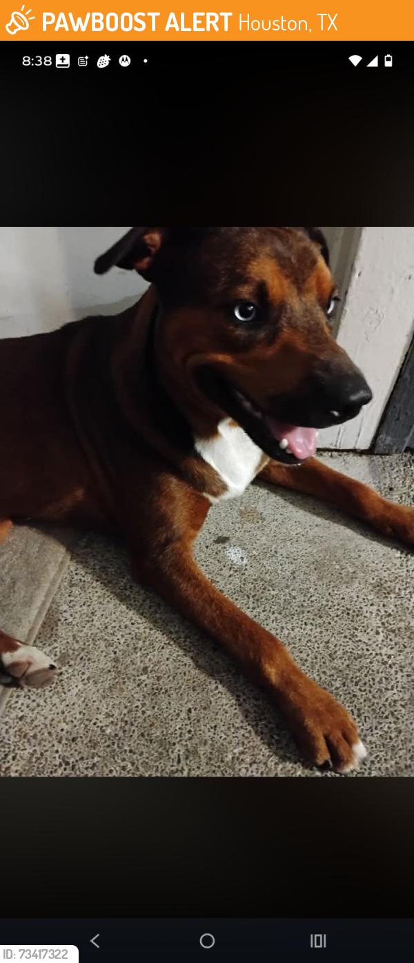 Found/Stray Male Dog last seen Near wirt rd#, Houston, TX 77055