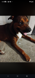 Found/Stray Male Dog last seen Near wirt rd#, Houston, TX 77055