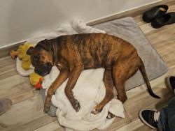 Reunited Male Dog last seen Washington and Los Traques, Anthony, NM 88021