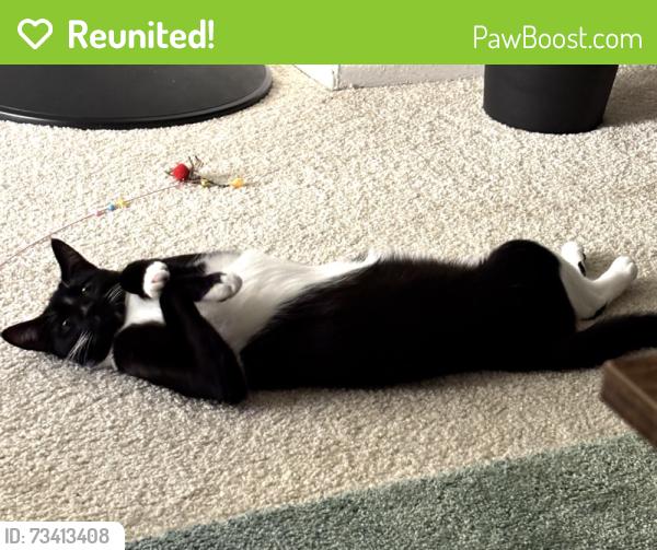 Reunited Female Cat last seen Irvine San Leon apmts, Irvine, CA 92606