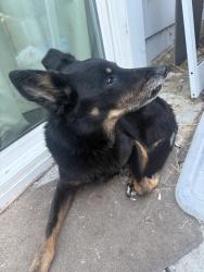Found/Stray Male Dog last seen 12th and Market St, Oakland, CA 94607