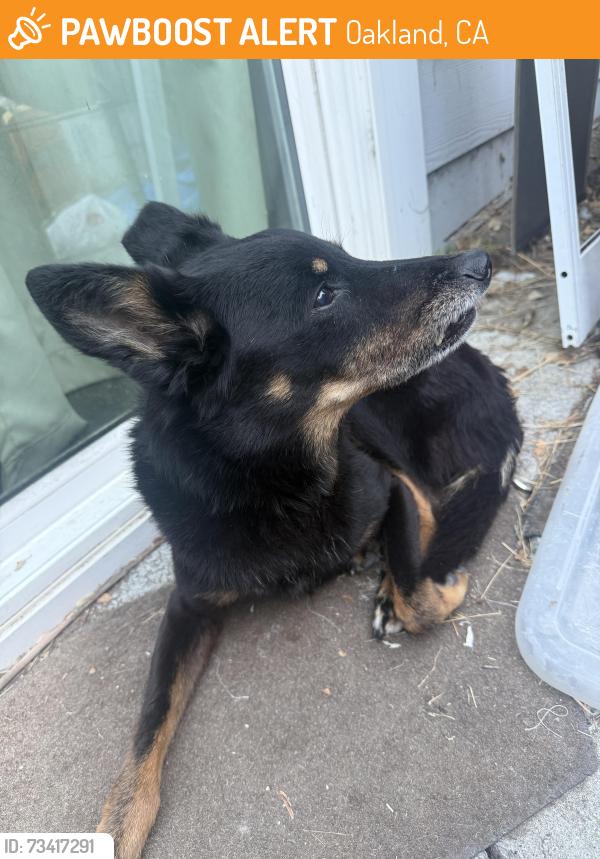 Found/Stray Male Dog last seen 12th and Market St, Oakland, CA 94607