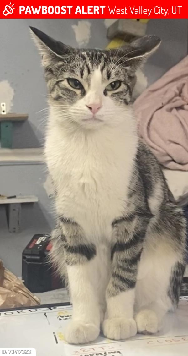 Lost Female Cat last seen minuet avenue, west valley, West Valley City, UT 84119