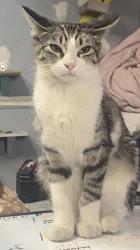 Lost Female Cat last seen minuet avenue, west valley, West Valley City, UT 84119