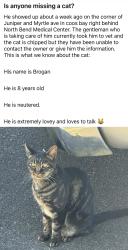 Found/Stray Male Cat last seen Myrtle Ave, Coos Bay, OR 97420