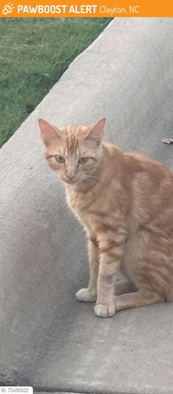 Found/Stray Unknown Cat last seen Riverwood golf club, Clayton, NC 27527