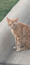 Found/Stray Unknown Cat last seen Riverwood golf club, Clayton, NC 27527
