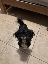 Found/Stray Male Dog last seen Cherry ridge Drive, San Antonio, TX 78230
