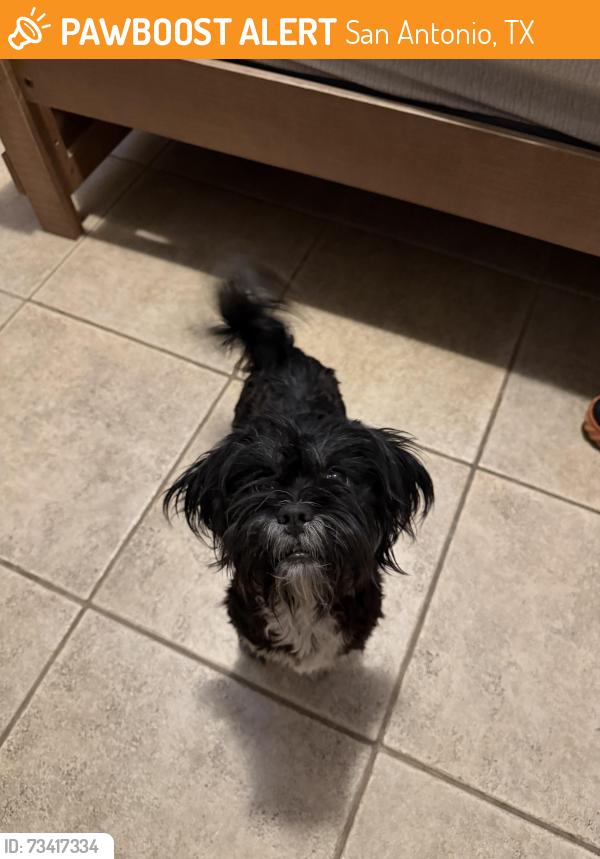 Found/Stray Male Dog last seen Cherry ridge Drive, San Antonio, TX 78230