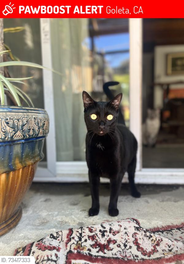 Lost Female Cat last seen San Carpino st, Goleta, CA 93117