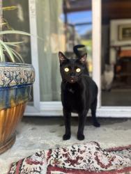 Lost Female Cat last seen San Carpino st, Goleta, CA 93117