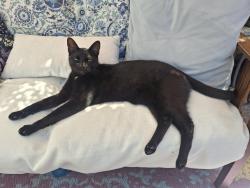 Reunited Male Cat last seen 7th ave, Santa Cruz, CA 95062