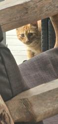 Found/Stray Unknown Cat last seen Hillrose, Peoria, IL 61614