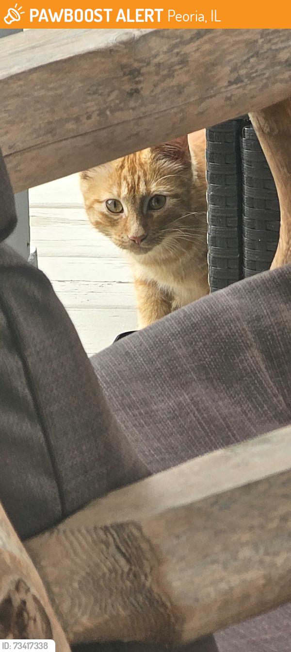 Found/Stray Unknown Cat last seen Hillrose, Peoria, IL 61614