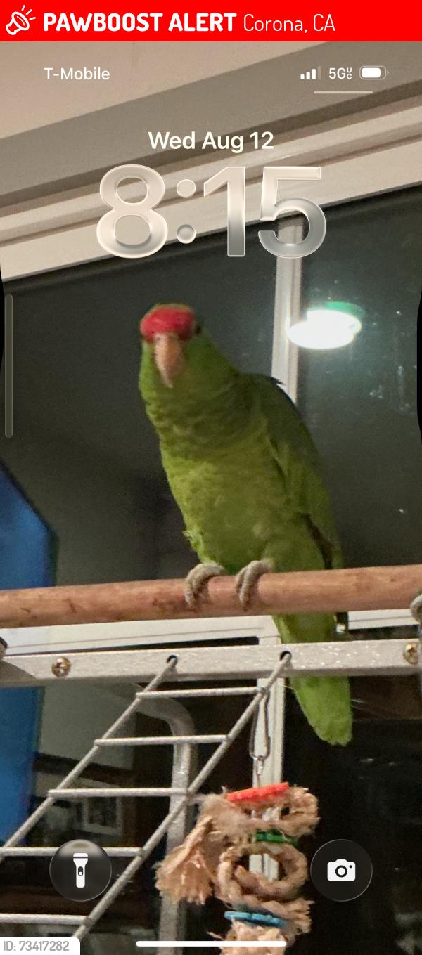 Lost Unknown Bird last seen Rainbow Ridge st & Longview Dr, Corona, CA 92882