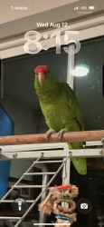 Lost Unknown Bird last seen Rainbow Ridge st & Longview Dr, Corona, CA 92882