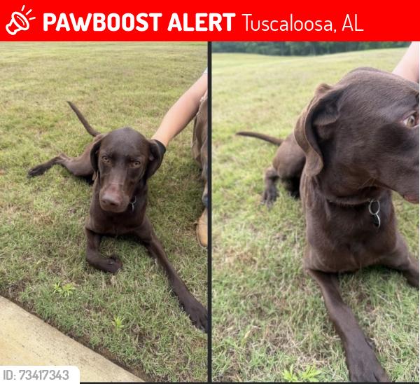 Lost Female Dog last seen Mcwrights Ferry Road, Tuscaloosa, AL 35406