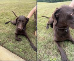 Lost Female Dog last seen Mcwrights Ferry Road, Tuscaloosa, AL 35406
