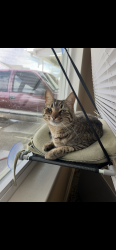 Lost Female Cat last seen Linden oaks fortbragg, Cameron, NC 28326
