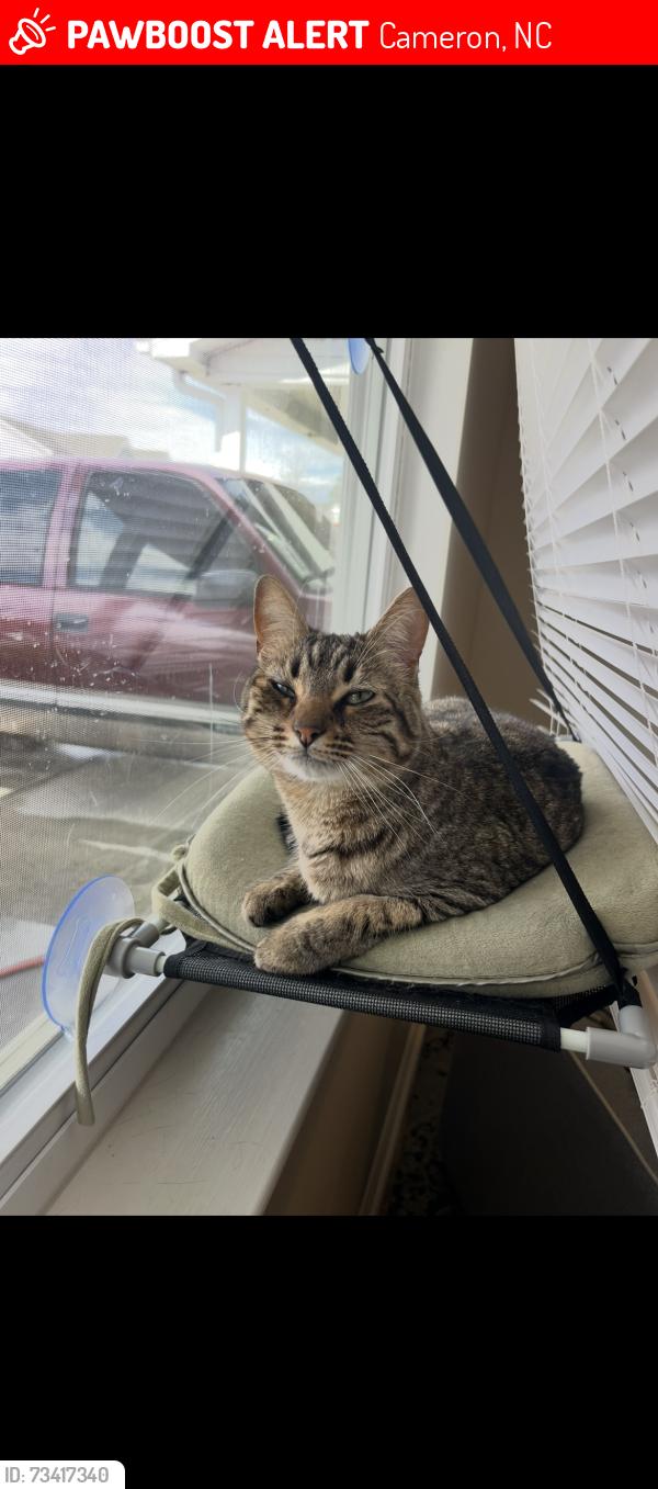 Lost Female Cat last seen Linden oaks fortbragg, Cameron, NC 28326