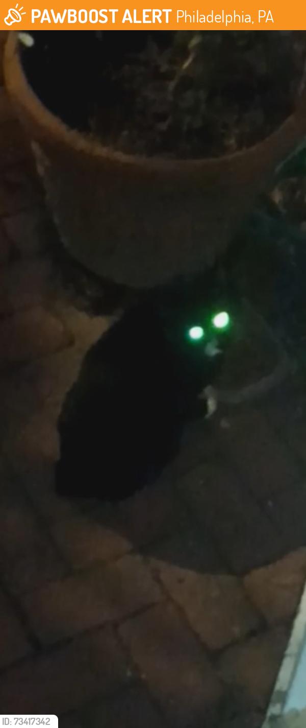 Found/Stray Unknown Cat last seen Greenwich Street and Moyamensing Avenue, Philadelphia, PA 19147