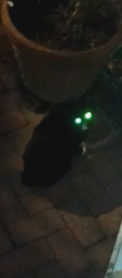Found/Stray Unknown Cat last seen Greenwich Street and Moyamensing Avenue, Philadelphia, PA 19147