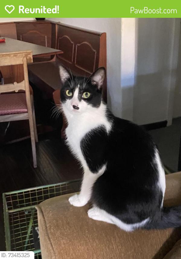 Reunited Female Cat last seen Pomona st and Alta st Lincoln Heights (Near Lincoln High school), Los Angeles, CA 90031