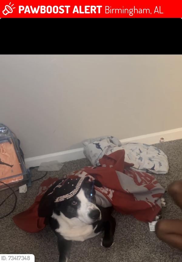Lost Male Dog last seen Sweeney hollow rd, Birmingham, AL 35215