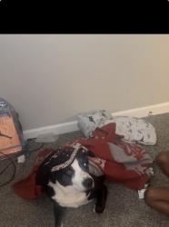 Lost Male Dog last seen Sweeney hollow rd, Birmingham, AL 35215