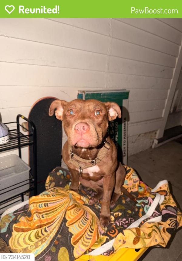 Reunited Female Dog last seen Franklin & Bay, San Francisco, CA 94109