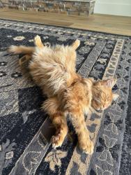 Reunited Male Cat last seen windward and newport in discovery bay, Discovery Bay, CA 94505