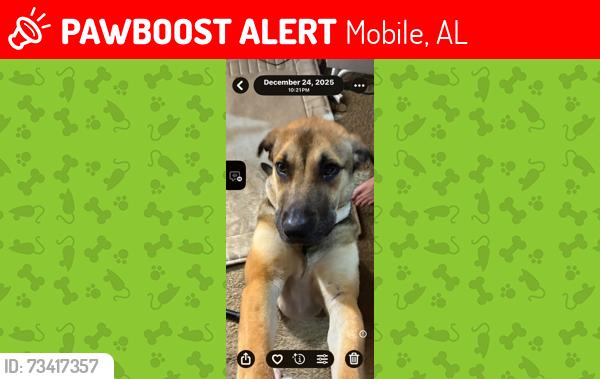 Lost Male Dog last seen Forest Hill elementary, Mobile, AL 36618