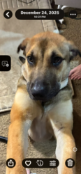 Lost Male Dog last seen Forest Hill elementary, Mobile, AL 36618