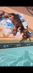 Reunited Male Dog last seen Cactus and 51st, Glendale, AZ 85304