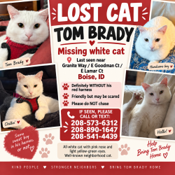 Lost Male Cat last seen Warm Springs, Boise, ID 83712