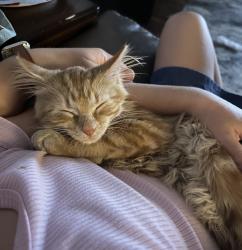 Lost Male Cat last seen Dupont Road, between Coldwater & Lima near Solomon Farms, Fort Wayne, IN 46825