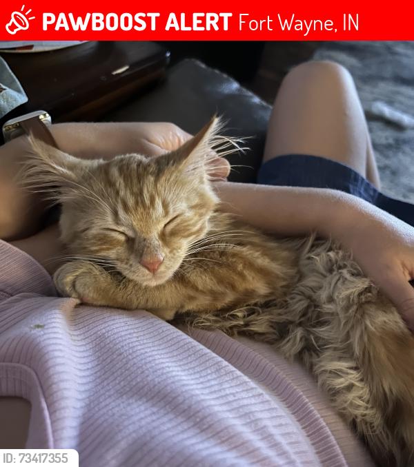 Lost Male Cat last seen Dupont Road, between Coldwater & Lima near Solomon Farms, Fort Wayne, IN 46825